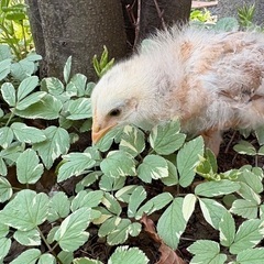 鶏　ひよこ　アローカナ　ミックス