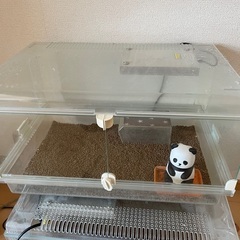 爬虫類ケース