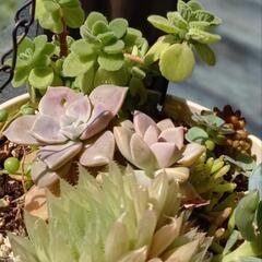 多肉植物寄せ植え　釣り鉢の画像