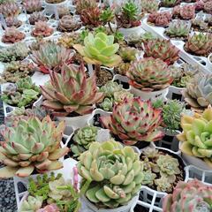 5/24㈯　今季ラスト🌵多肉植物販売　多肉のぱた屋