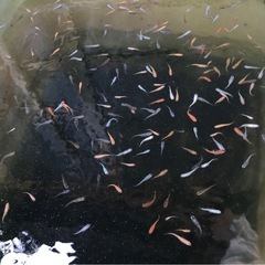 メダカ30匹