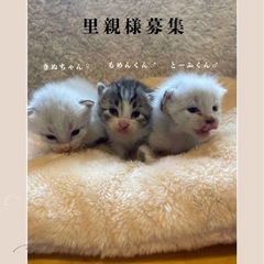 💙トーフ君もめん君里親様募集🩵