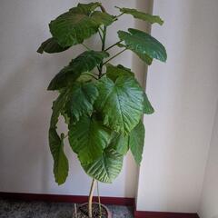 フィカス ウンベラータ  観葉植物 室内 