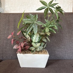 観葉植物(造花)の画像