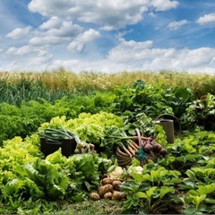 家庭菜園🫛🍅菊川市内✨