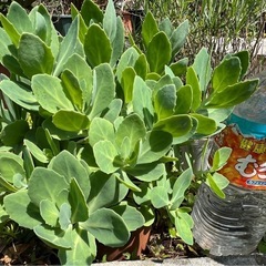 23.ベンケイソウ　園芸 花植物　ガーデニング　庭の画像