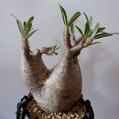 パキポディウム　２頭グラキリス　株幅16cm　発根済　現地球　塊...
