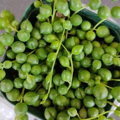 グリーンネックレス（多肉植物）