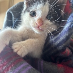 優しい里親さんを探しています。子猫 (1ヶ月)