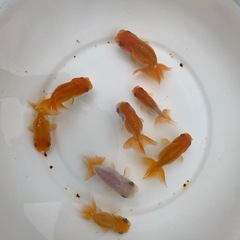 （2507）宇野系らんちゅう 3歳魚4匹セット　6.5cm〜8c...