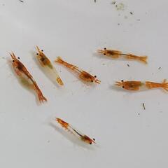 オレンジルリーシュリンプ　６匹　    　　　　　　　　　　　　...