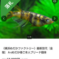 【種親動画あり】いま話題『金閣』の有精卵10コ　A-sめだか様ご本人ブリード個体の卵の画像
