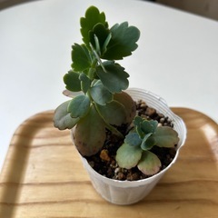 多肉植物　カランコエ　リンリン