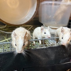 デグー
