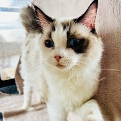 🐱里親募集🐱ラグドール女の子4歳