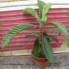 ビワ苗 【茂木(もぎ) 】 接ぎ木枇 ３年苗 サイズ約70cm 