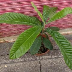 ビワ苗 【茂木(もぎ) 】 接ぎ木枇 ３年苗 サイズ約70cm の画像