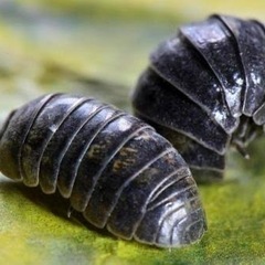 葛西でダンゴムシを採集してくれる方！