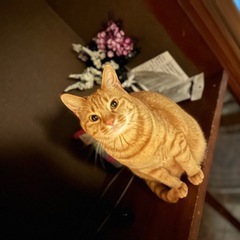 急募🆘保護猫ちゃんの里親さん募集
