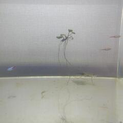 アクアリウムセット、熱帯魚、エビの画像