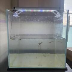 アクアリウムセット、熱帯魚、エビの画像