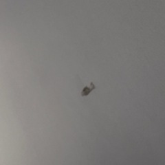 扉付き物入れの画像