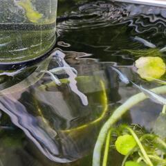【みゆきメダカの卵30個つき】水草☆幹之メダカ