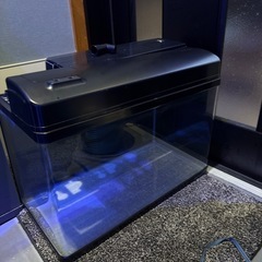 60センチ水槽