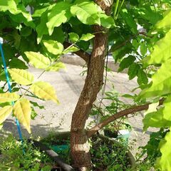 藤 八重黒龍の画像