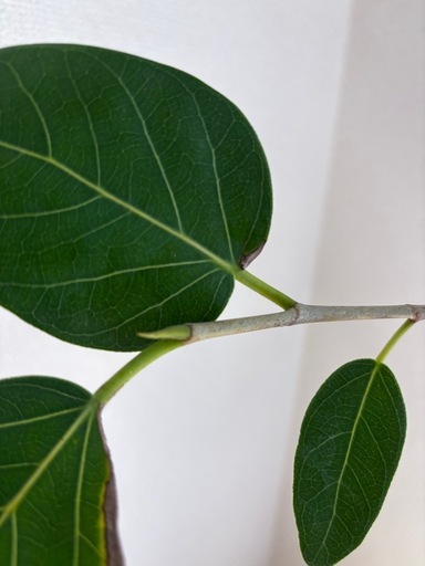 フィカス　ベンガレンシス　大型　
観葉植物