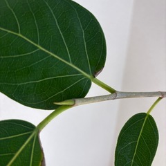 フィカス　ベンガレンシス　大型　
観葉植物の画像
