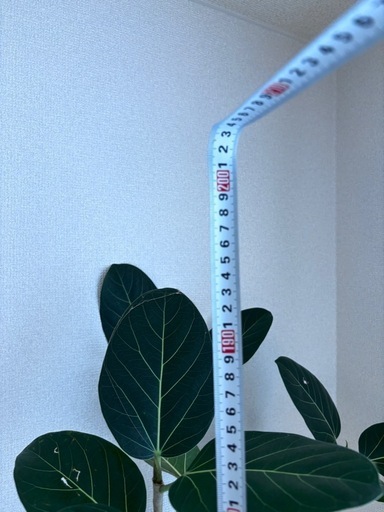 フィカス　ベンガレンシス　大型　
観葉植物