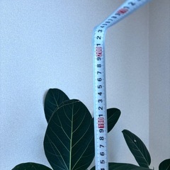 フィカス　ベンガレンシス　大型　
観葉植物の画像