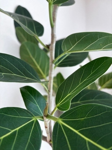 フィカス　ベンガレンシス　大型　
観葉植物