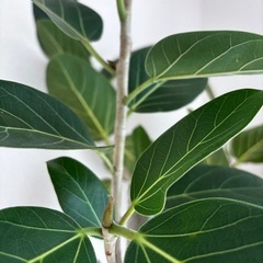 フィカス　ベンガレンシス　大型　
観葉植物の画像