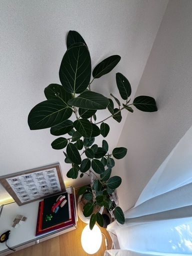 フィカス　ベンガレンシス　大型　
観葉植物
