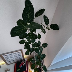 フィカス　ベンガレンシス　大型　
観葉植物