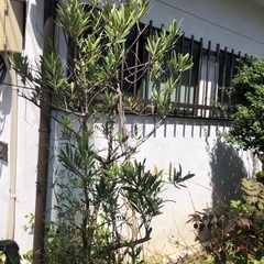 オリーブの樹の画像