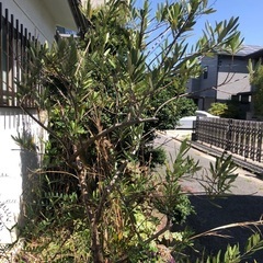 オリーブの樹