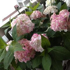 紫陽花（2）の画像