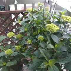 紫陽花（2）