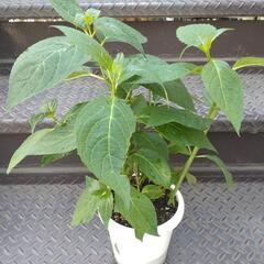 紫陽花（2）の画像