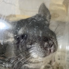 チンチラ　グレー　②