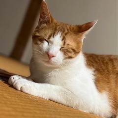 急募🆘里親さん募集