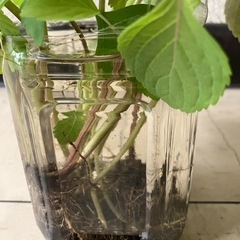 しその苗１０本位の画像