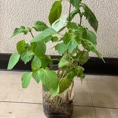 しその苗１０本位の画像