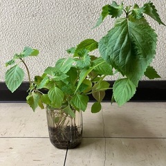 しその苗１０本位の画像