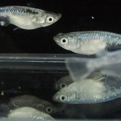 緑光メダカの針子（稚魚）20匹🐟の画像