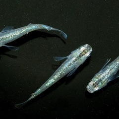 緑光メダカの針子（稚魚）20匹🐟
