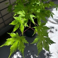 観葉植物　もみじ　黄八丈 